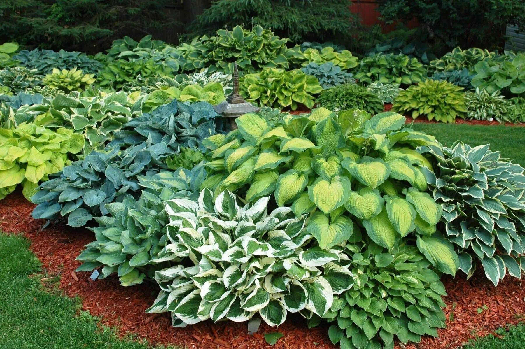 Растения для сада многолетники фото и названия Hosta Seeds - American Hybrids AKA Platain Lily, White Flowers ,Perennial shade 