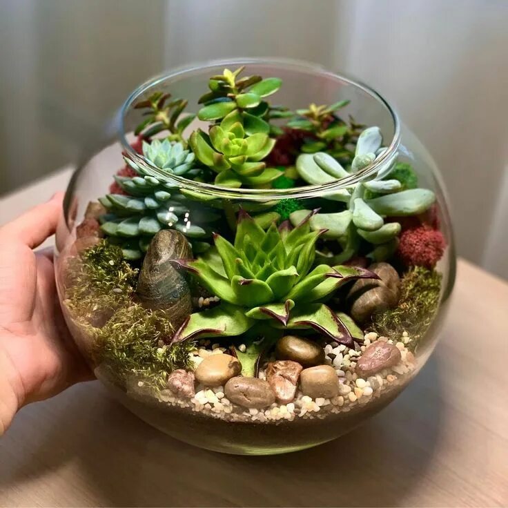 Растения для закрытого флорариума список с фото Pin su ideee Centrotavola succulente, Piante grasse, Composizioni floreali