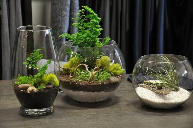 Растения для закрытого флорариума список с фото Tara McHugh Flora: Terrariums Air plant terrarium, Plants, Garden terrarium