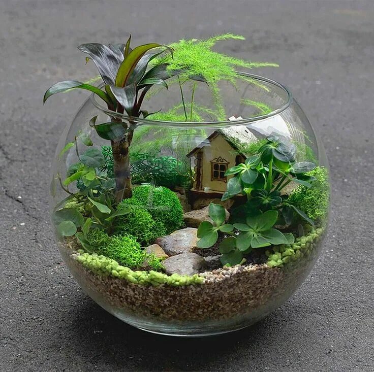 Растения для закрытого флорариума список с фото Terrarium Succulent terrarium, Terrarium, Succulent garden diy