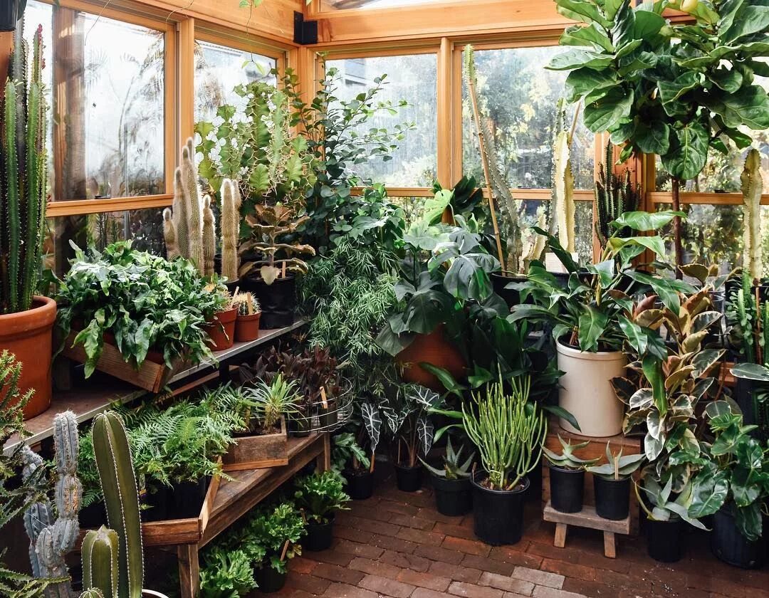 Растения для зимнего сада список с фото We rearranged the entire solarium today creating this little slice of jungle. Wh