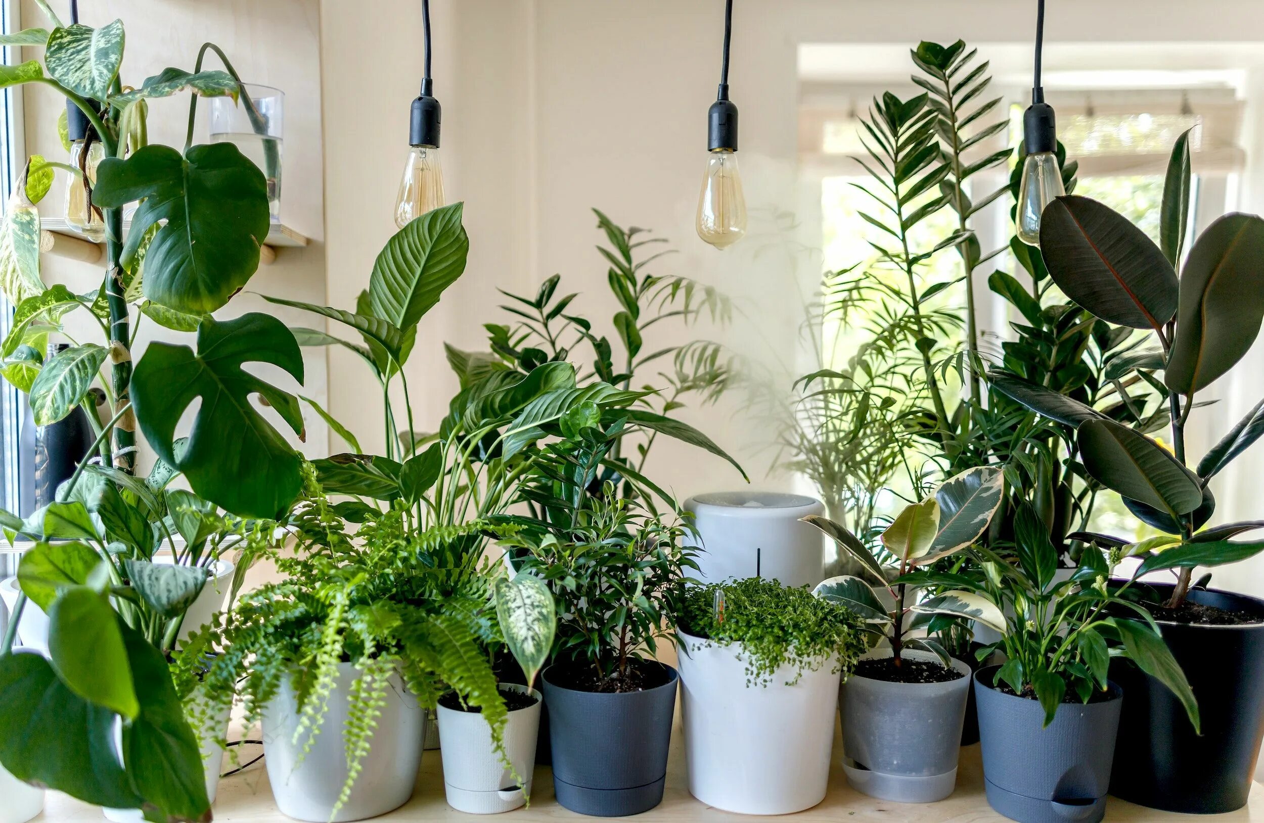 Растения домашние комнатные каталог фото What type of house plant parent are you? We break it down by levels