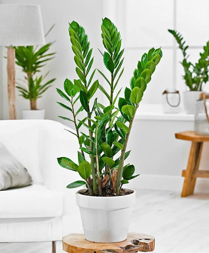 Indoor plants for beginners Best desk plants, Desk plants, Plants indoor apartme