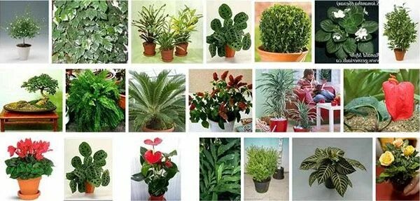 Растения домашние комнатные каталог фото тенелюбивые комнатные растения Plants, Garden