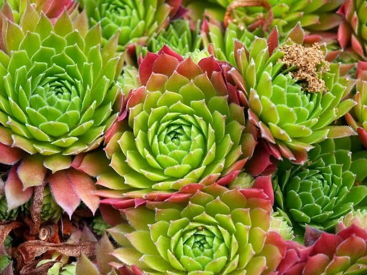 Растения фото цветов Succulents Floral Plants - Free photo on Pixabay Succulent landscaping, Planting