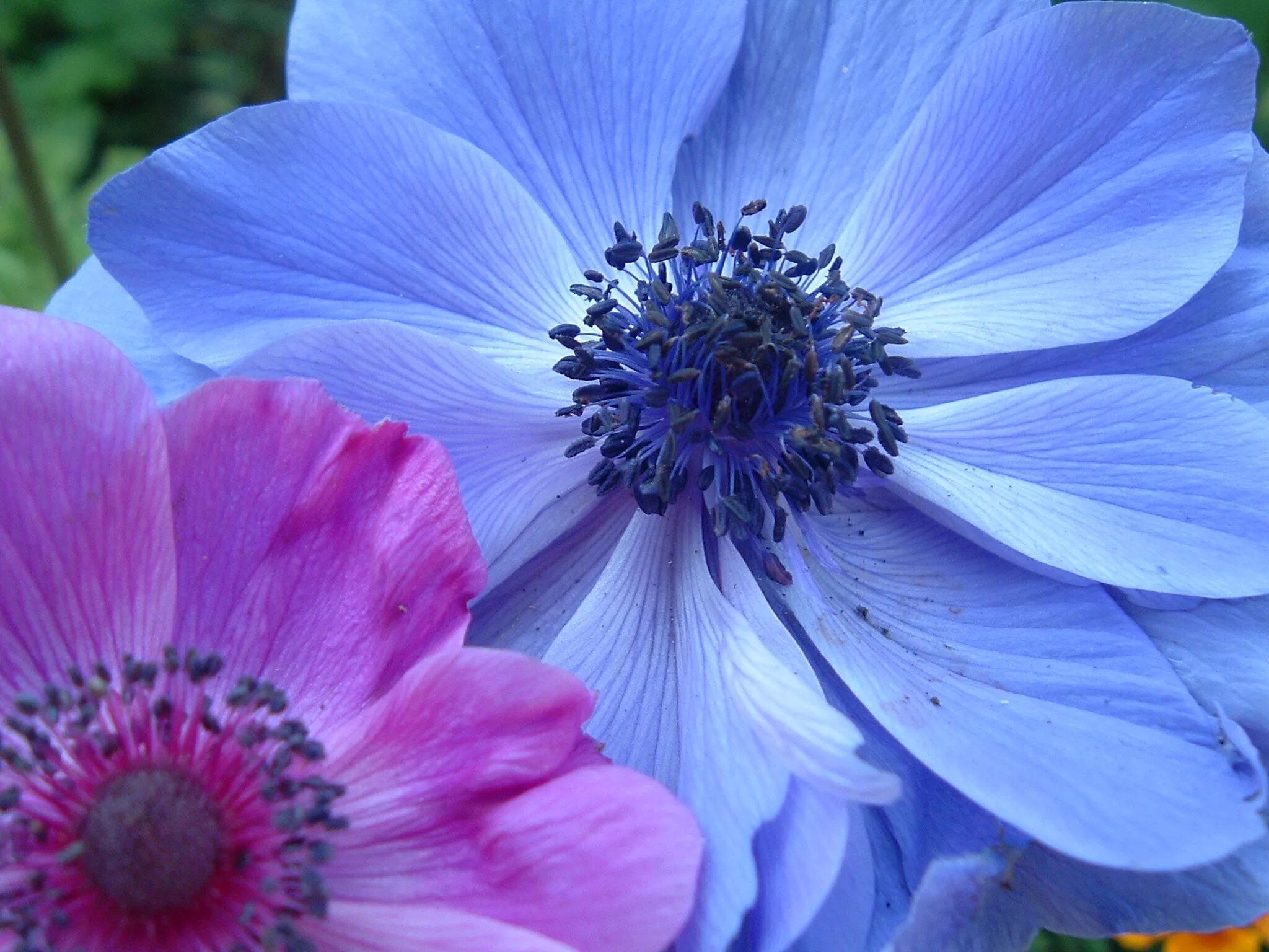 Растения фото цветов Wallpaper : blue, flower, macro, closeup, purple, Anemone, inspire, soe, peoples