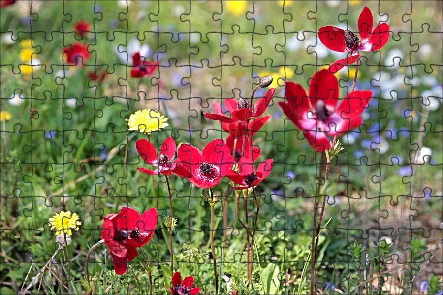 Растения фото цветов Магнитный пазл 27x18см."Анемоны, anemones, цветы" на холодильник - купить с дост