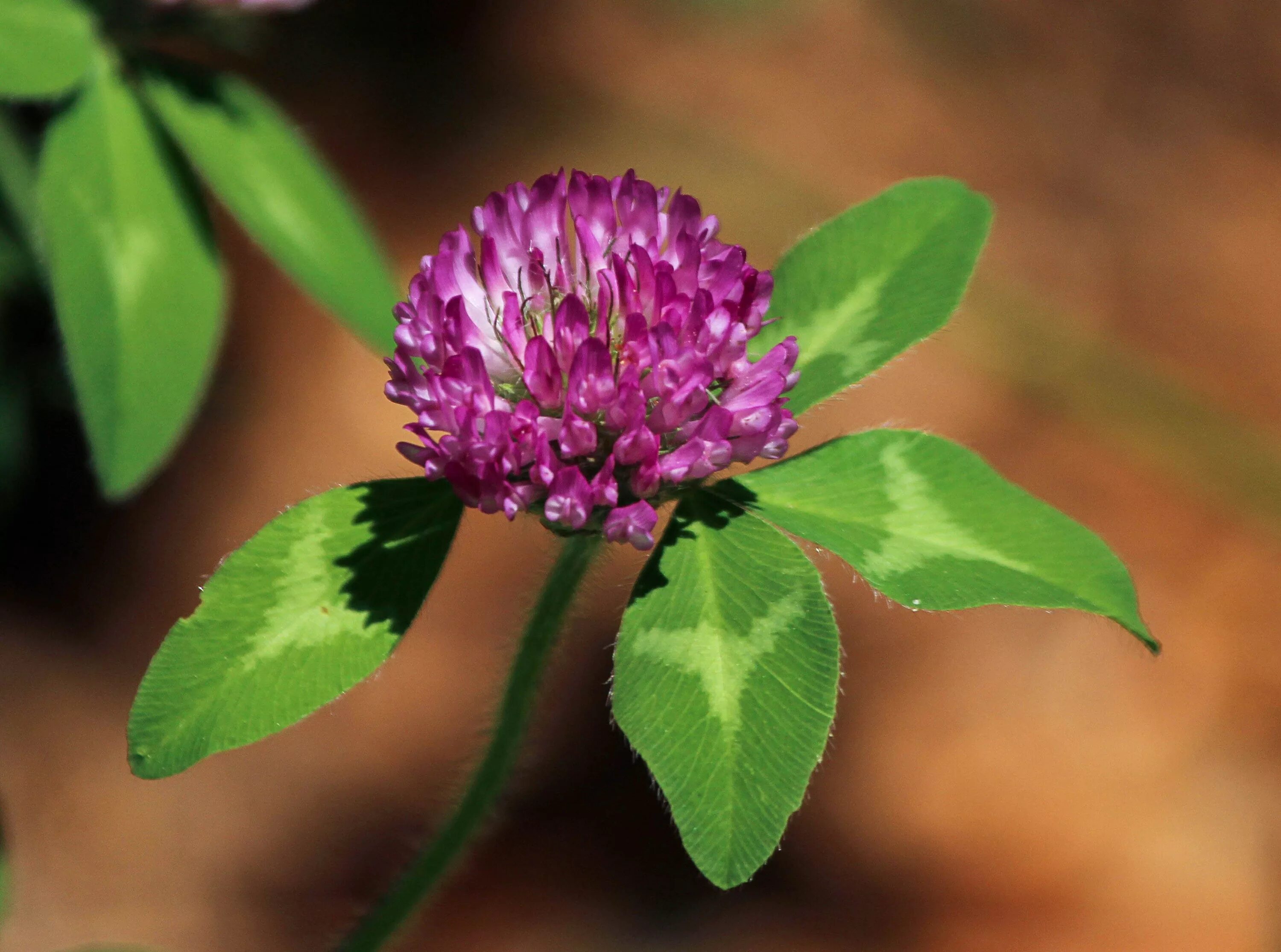 Растения фото цветов Wallpaper : clover, flower, plant, petals 3403x2528 - goodfon - 993796 - HD Wall