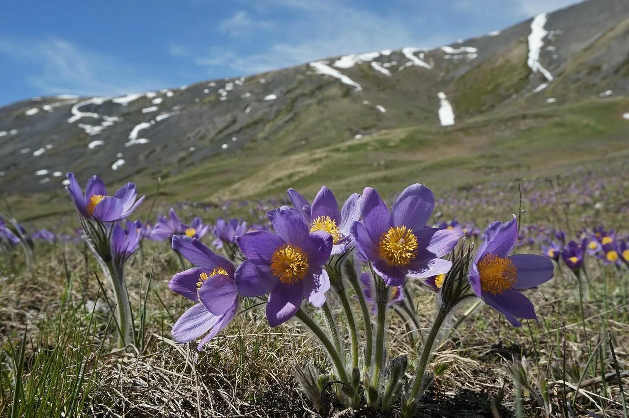 Растения горного алтая фото Фото цветов алтая: найдено 90 изображений