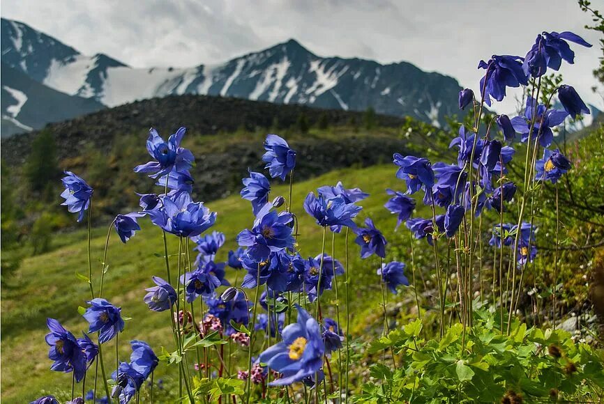 Растения горного алтая фото Туры