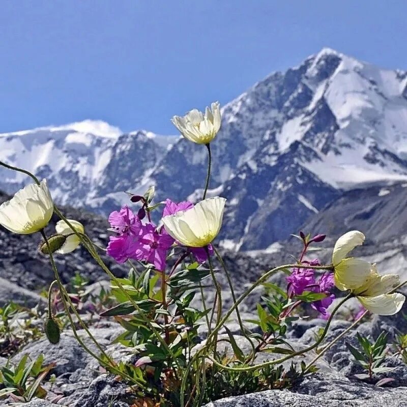 Растения горного алтая фото Горный цветок