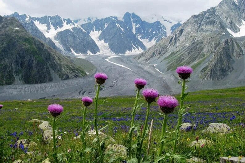 Растения горного алтая фото Siberian MARAL ROOT Rhapónticum carthamoídes. Leuzea Маралий Etsy