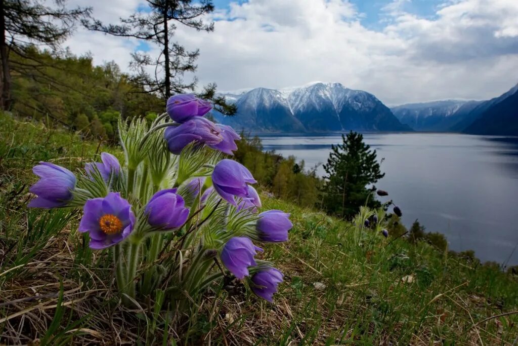 Растения горного алтая фото Весенний Алтай