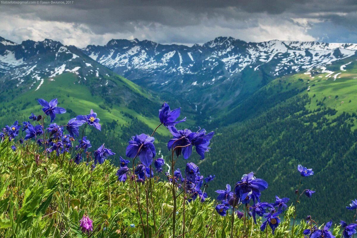 Растения горного алтая фото и названия Катунский заповедник. Алтай Fotos