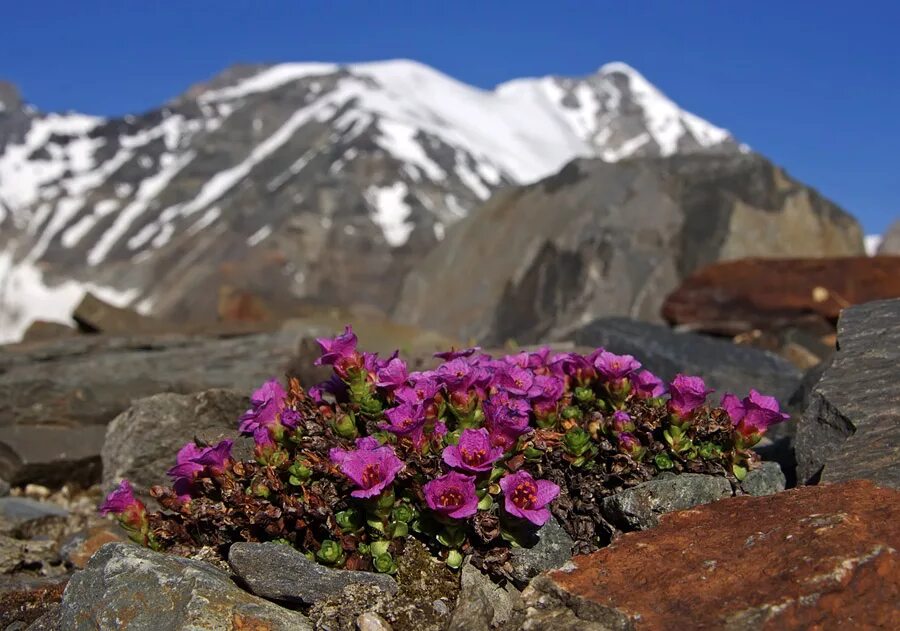 Растения горного алтая фото и названия Saxifraga asiatica - Изображение особи - Плантариум