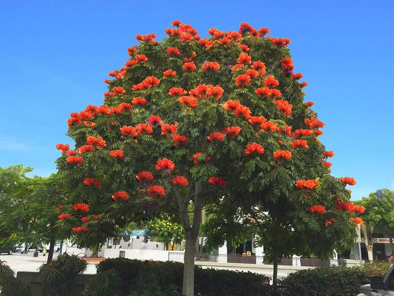 Растения и деревья фото названия SPATHODEA CAMPANULATA 30 Seeds African Tulip Tree Etsy Planting flowers, Floweri