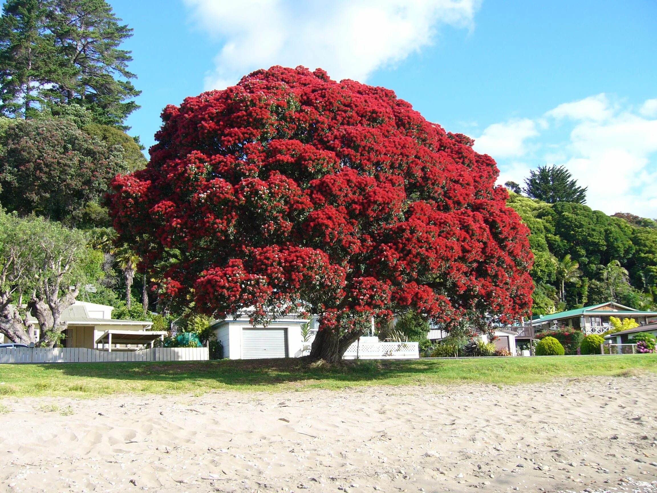 Растения и деревья фото названия New Zealand's Christmas tree, the Polhutukawa. Tree seeds, Street trees, Small g