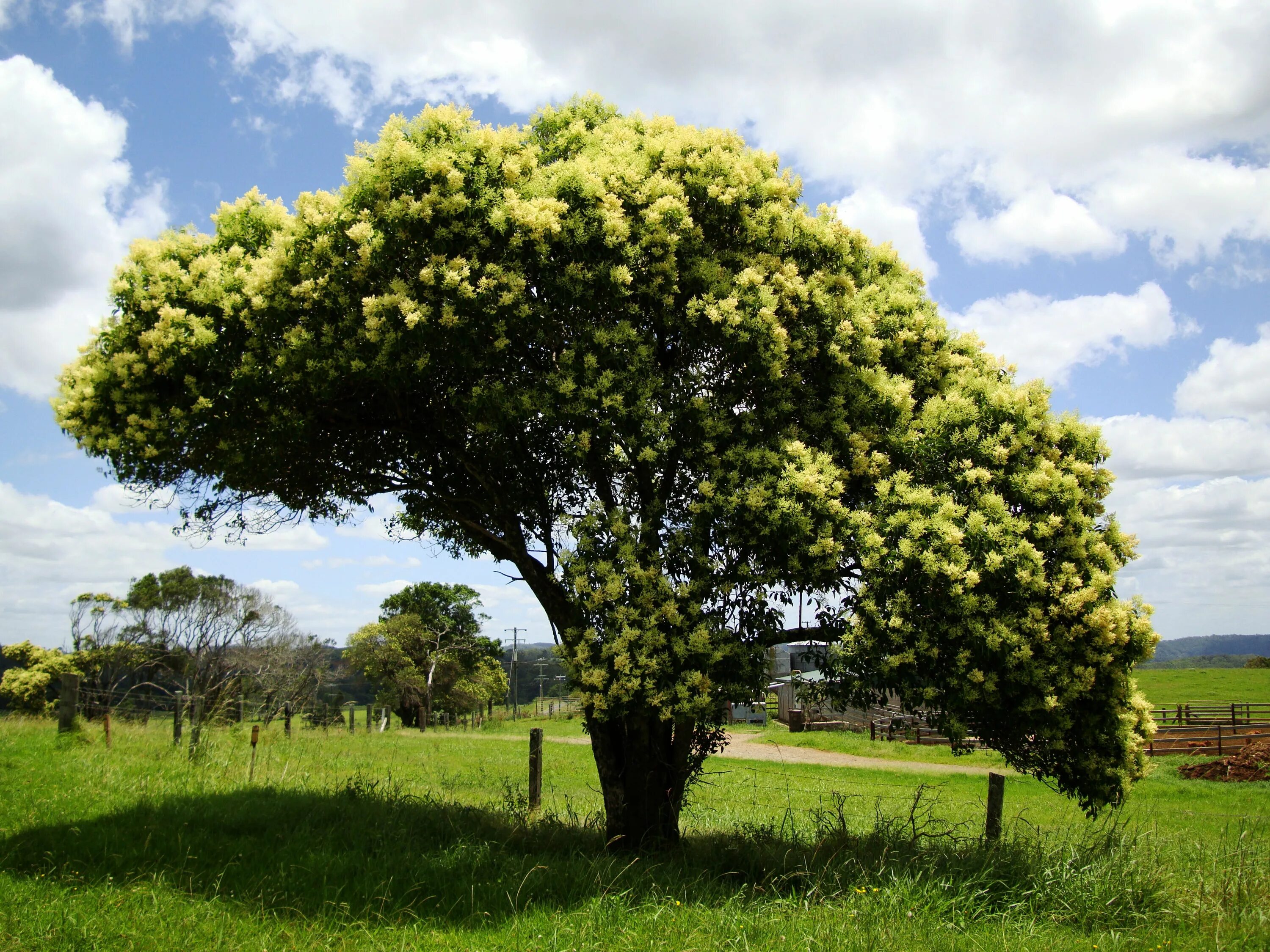 Растения и деревья фото названия Pin by Fabian Rensch on Trees Flowering trees, Plants, Garden