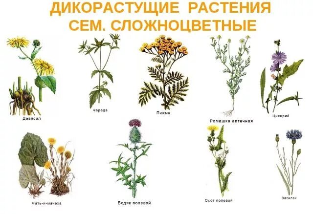 Растения и травы фото название Сложноцветные растения Растения, Ботанические иллюстрации, Зеленый сад