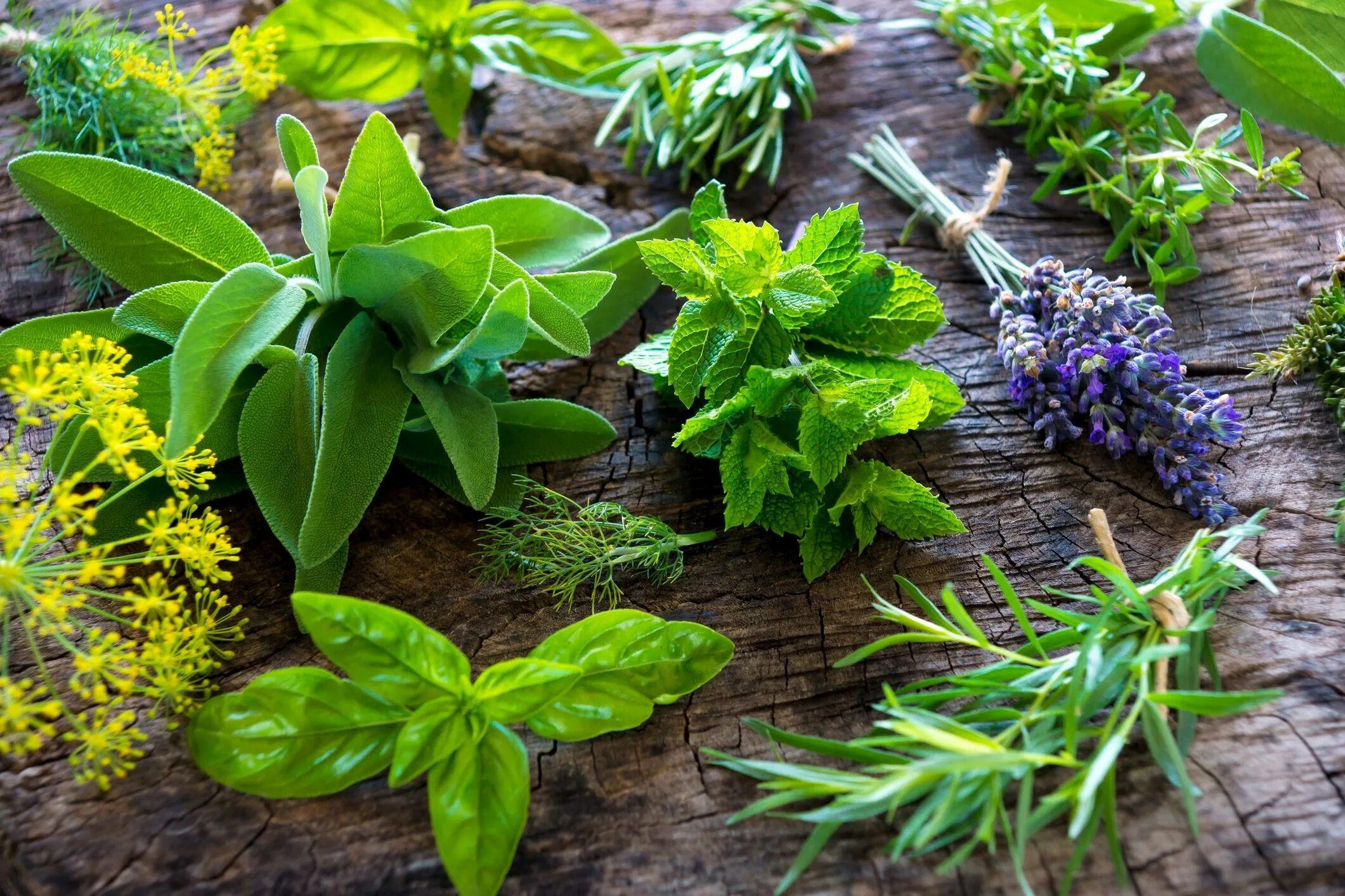 Растения и травы фото название 10 Herbs and What To Pair Them With