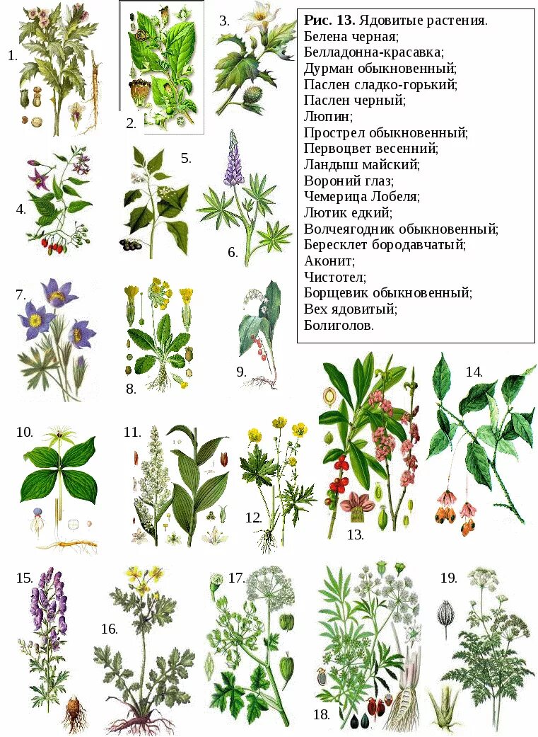 Растения и травы фото название Ядовитые растения названия - CormanStroy.ru