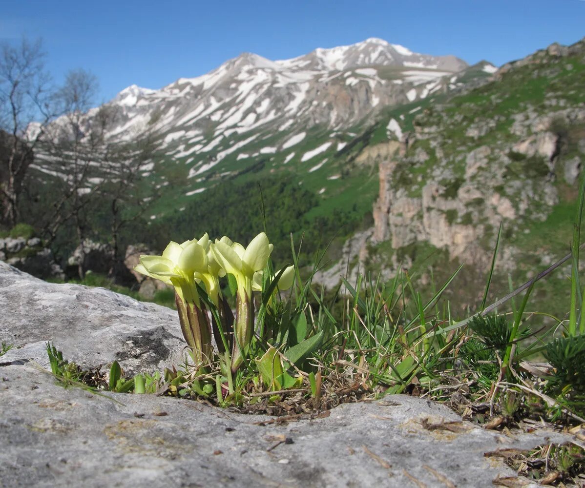 Растения кавказского заповедника фото с названиями Gentiana oschtenica - Image of an specimen - Plantarium