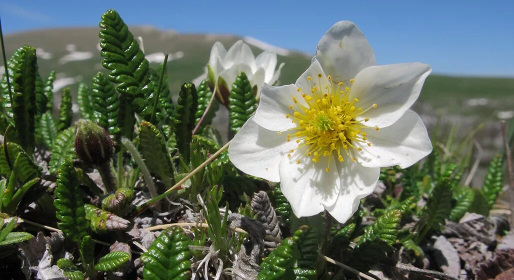 Растения кавказского заповедника фото с названиями Dryas caucasica - Изображение особи - Плантариум