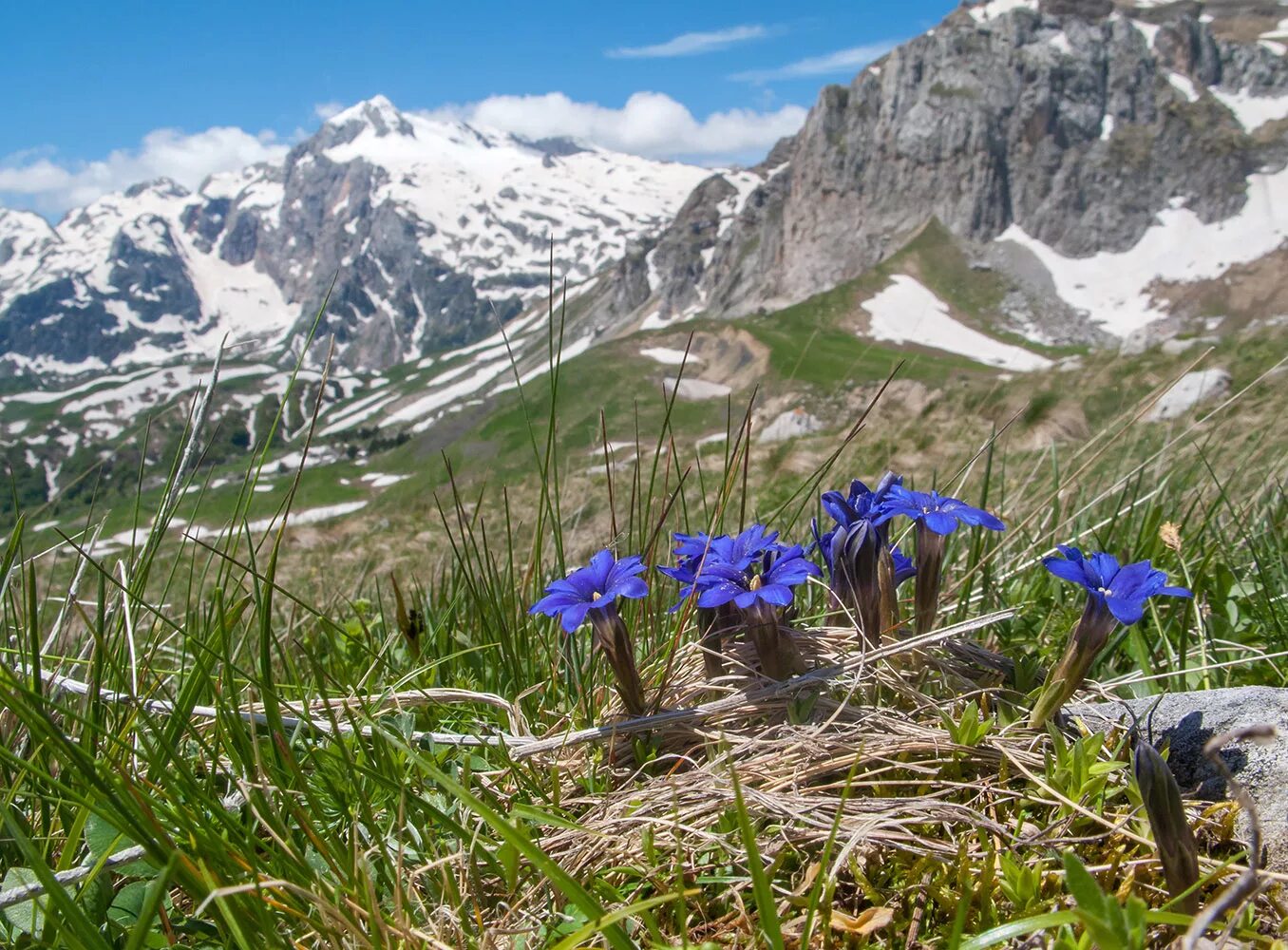 Растения кавказского заповедника фото с названиями Gentiana dshimilensis - Image of an specimen - Plantarium