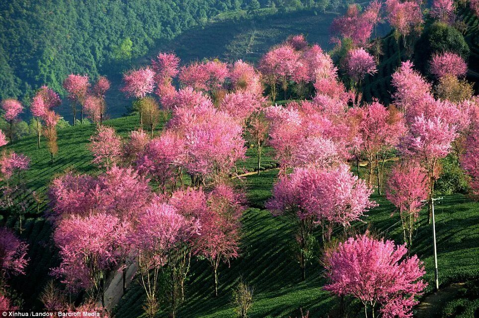 Растения китая фото The blossom fields of China: Stunning pink trees dot the hillsides as far as the