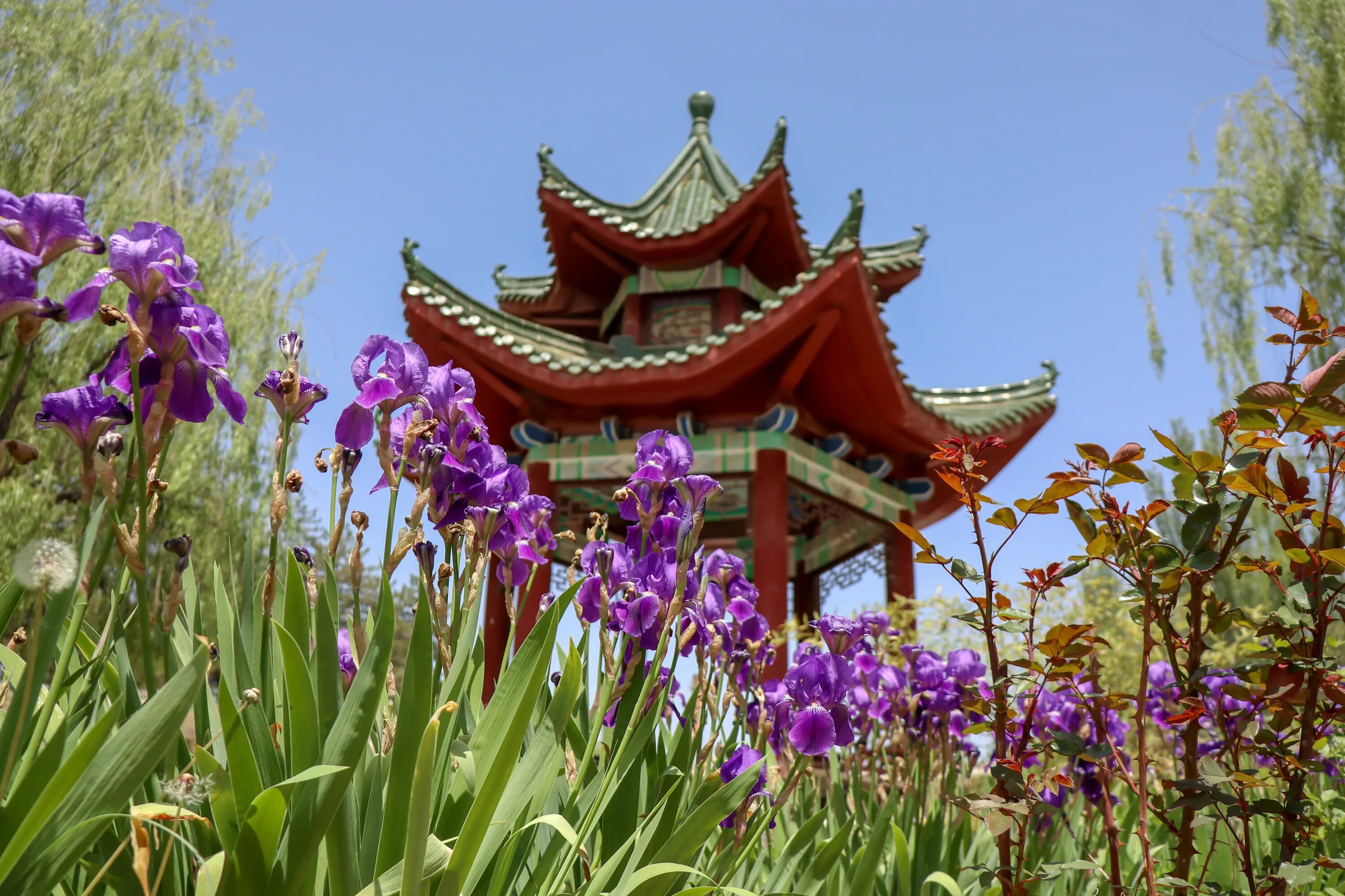 Растения китая фото Chinese Building Flowers Garden free image download