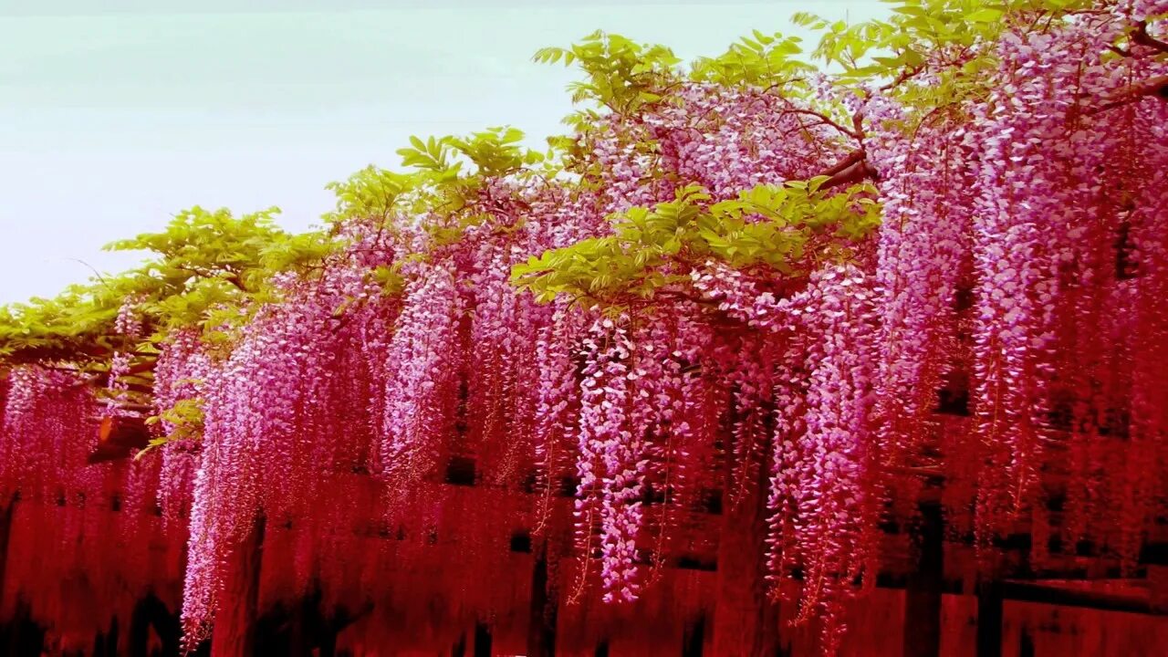 Растения китая фото Magnificent Colors of Wisteria HD1080p....BISWAJIT... - YouTube