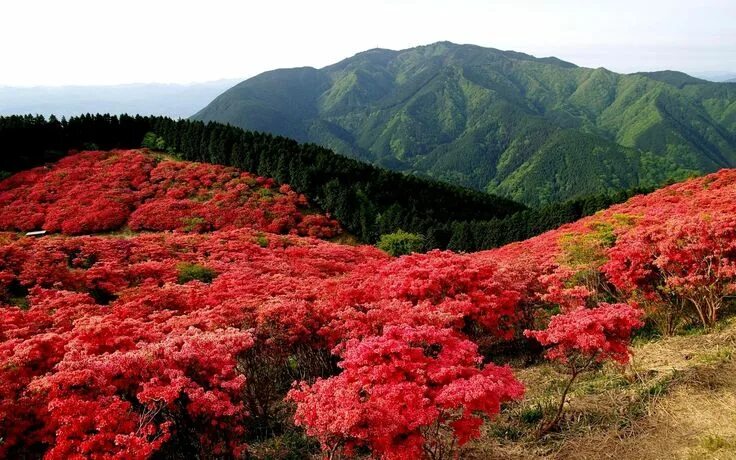 Растения китая фото Terre/Nature Montagne Fond d'écran Red wildflowers, Nature, Wonders of the world