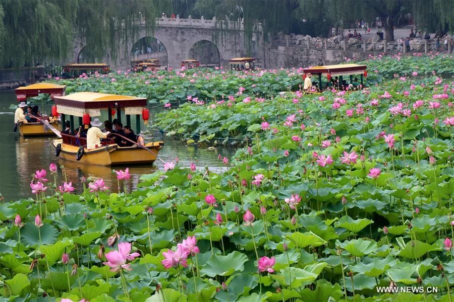 Растения китая фото с названиями Lotus flowers blossom across China - Xinhua English.news.cn