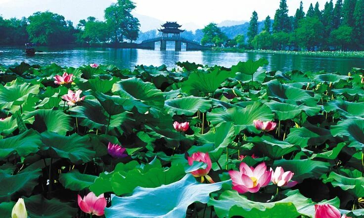 Растения китая фото с названиями West Lake: Among the world’s best rated lakes, Hangzhou’s wondrous West lake can