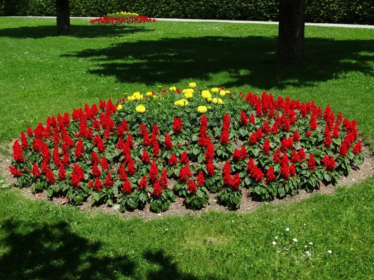 Растения клумбы фото Free Images : grass, field, lawn, tulip, red, park, botany, flowers, flower bed,