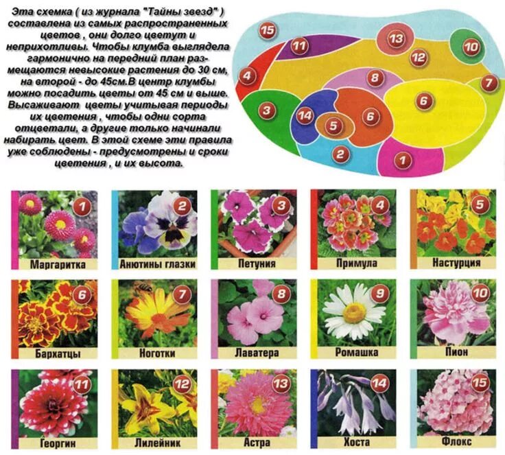 Растения клумбы фото с названиями для детей цветники из многолетников своими руками схемы схемы клумб фото Photo-Feel.ru #ya