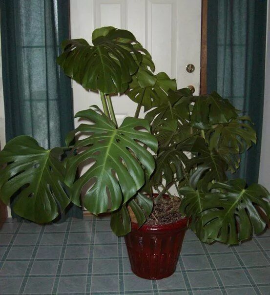 Растения комнатные большие листьями фото названия Монстера. Plant leaves, Monstera deliciosa indoor, Monstera deliciosa