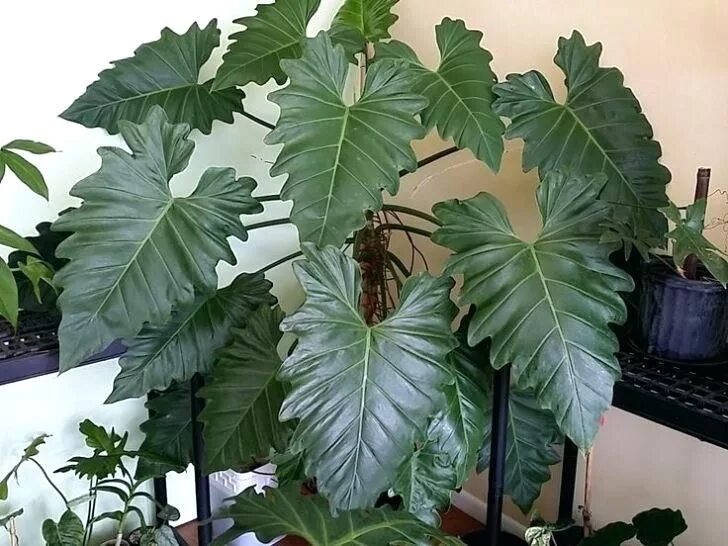 Растения комнатные большие листьями фото названия Image result for elephant ear Philodendron houseplant Philodendron plant, Big le