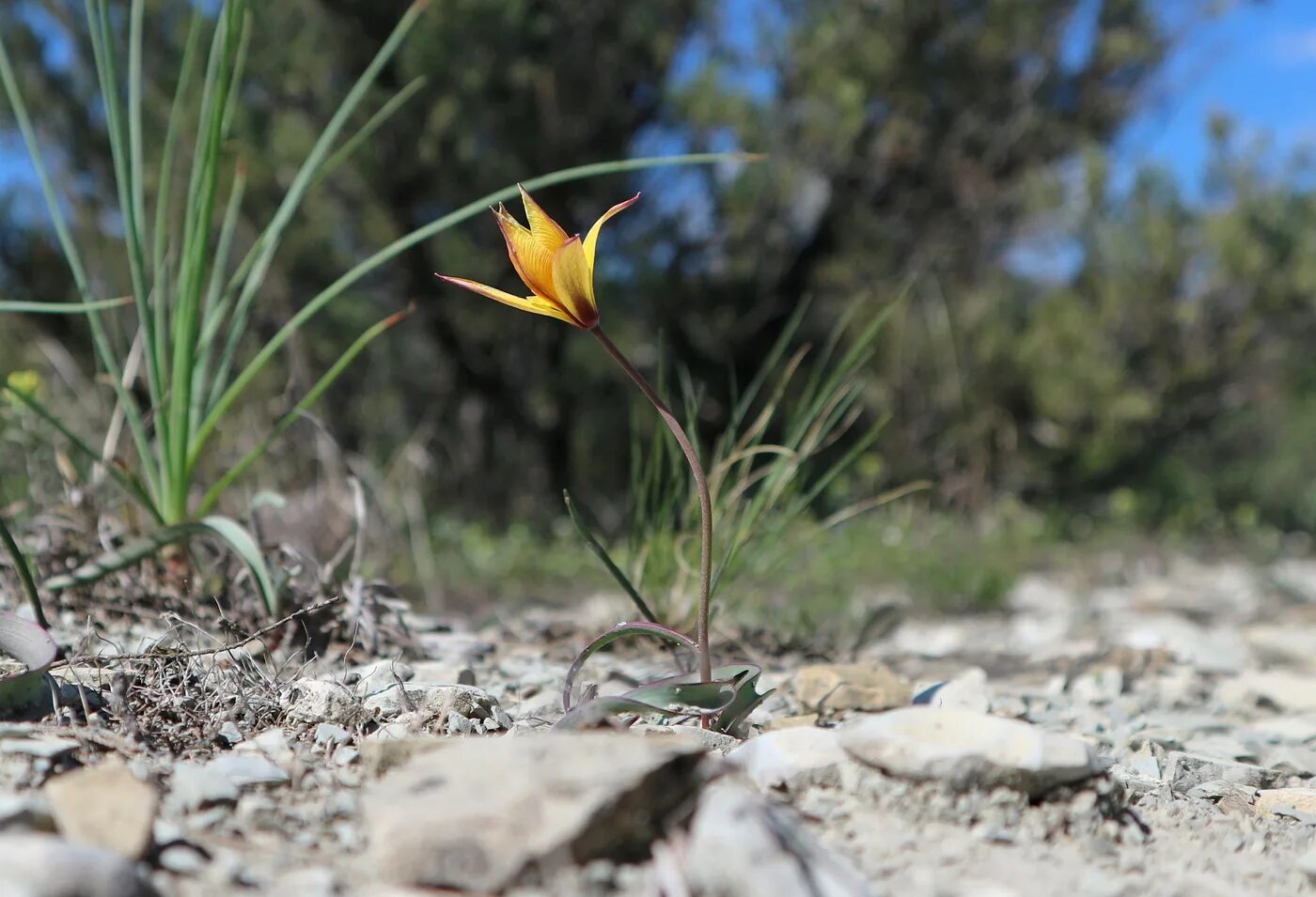 Растения краснодарского края фото Tulipa australis - Image of an specimen - Plantarium