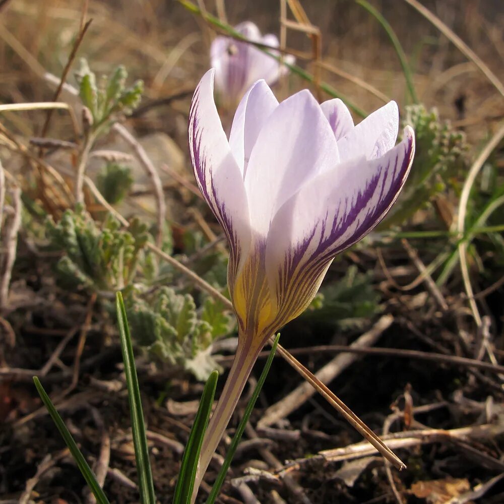 Растения краснодарского края фото с названиями Crocus reticulatus - Image of an specimen - Plantarium