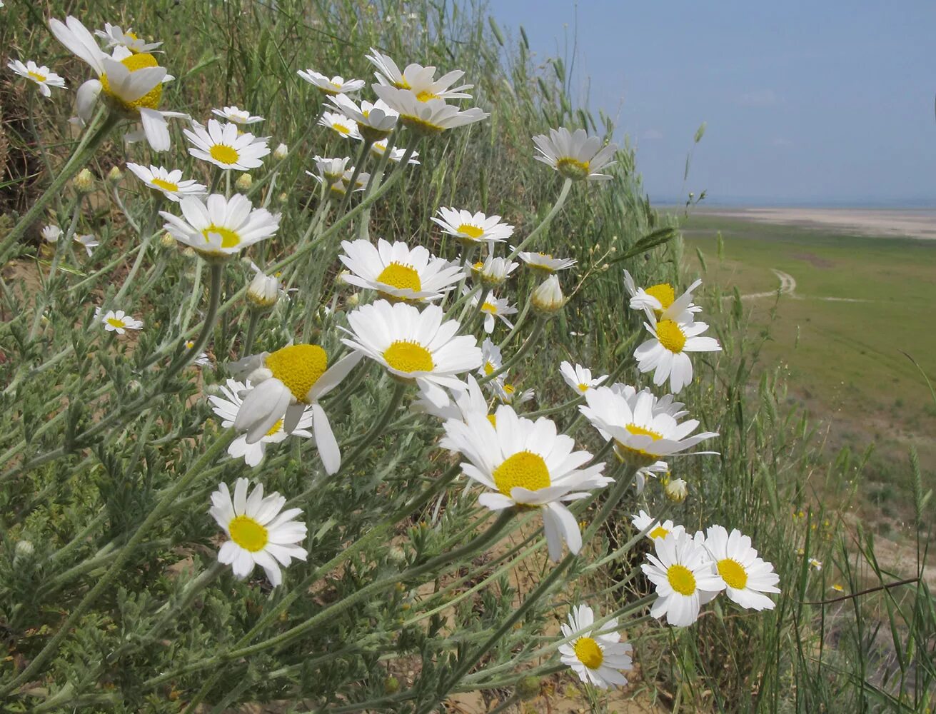 Растения краснодарского края фото с названиями Anthemis ruthenica - Image of an specimen - Plantarium