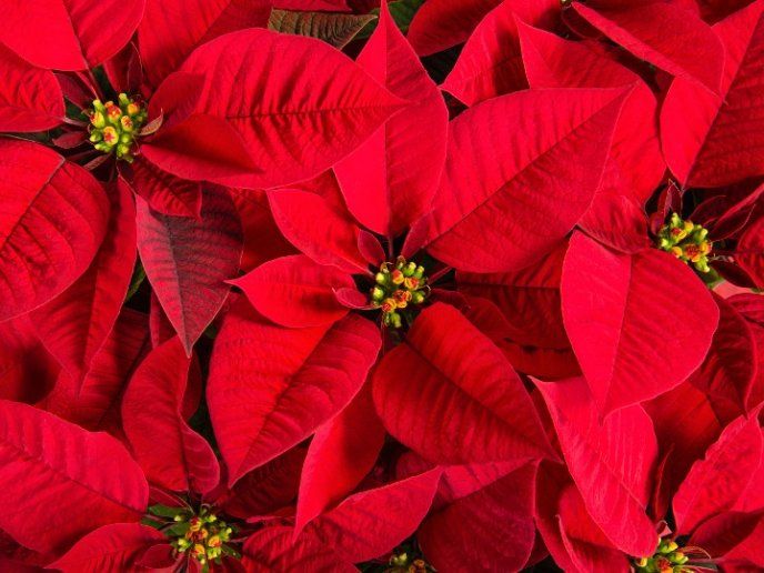 Растения красной фото Usos de la flor de la nochebuena, no solo es para adornar Poinsettia plant, Poin