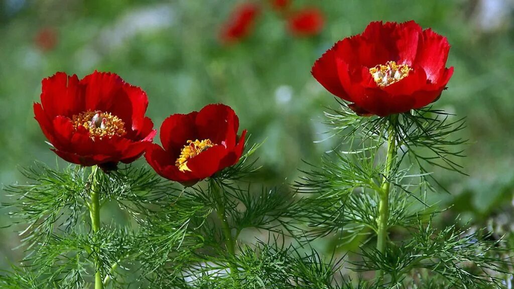 Растения красной фото ПИОН ТОНКОЛИСТНЫЙ (Paeonia tenuifolia L.