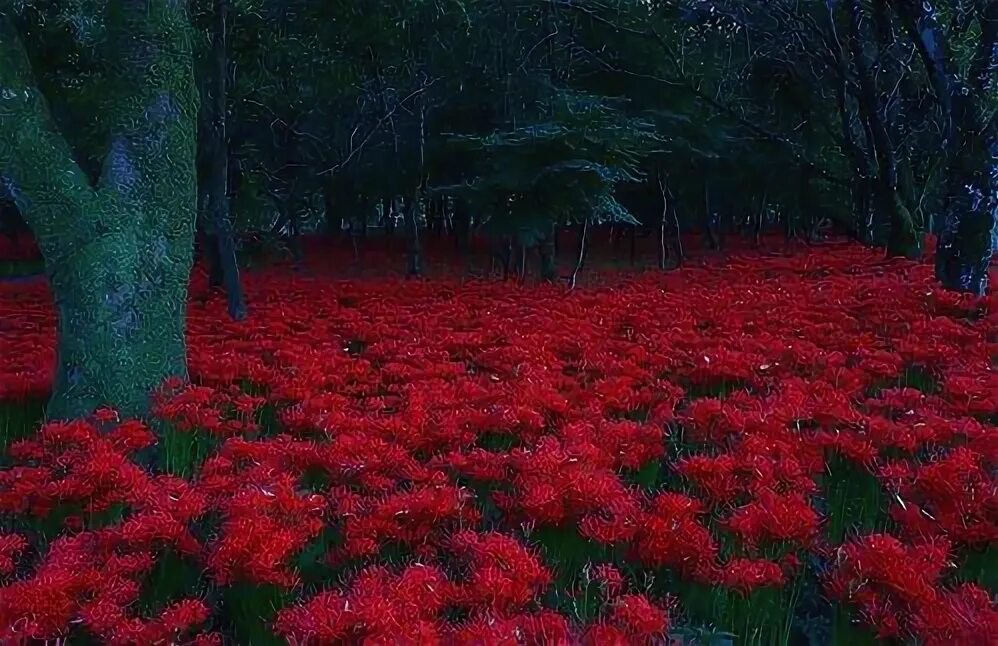 Растения красной фото Lycoris radiata, I want it in the garden