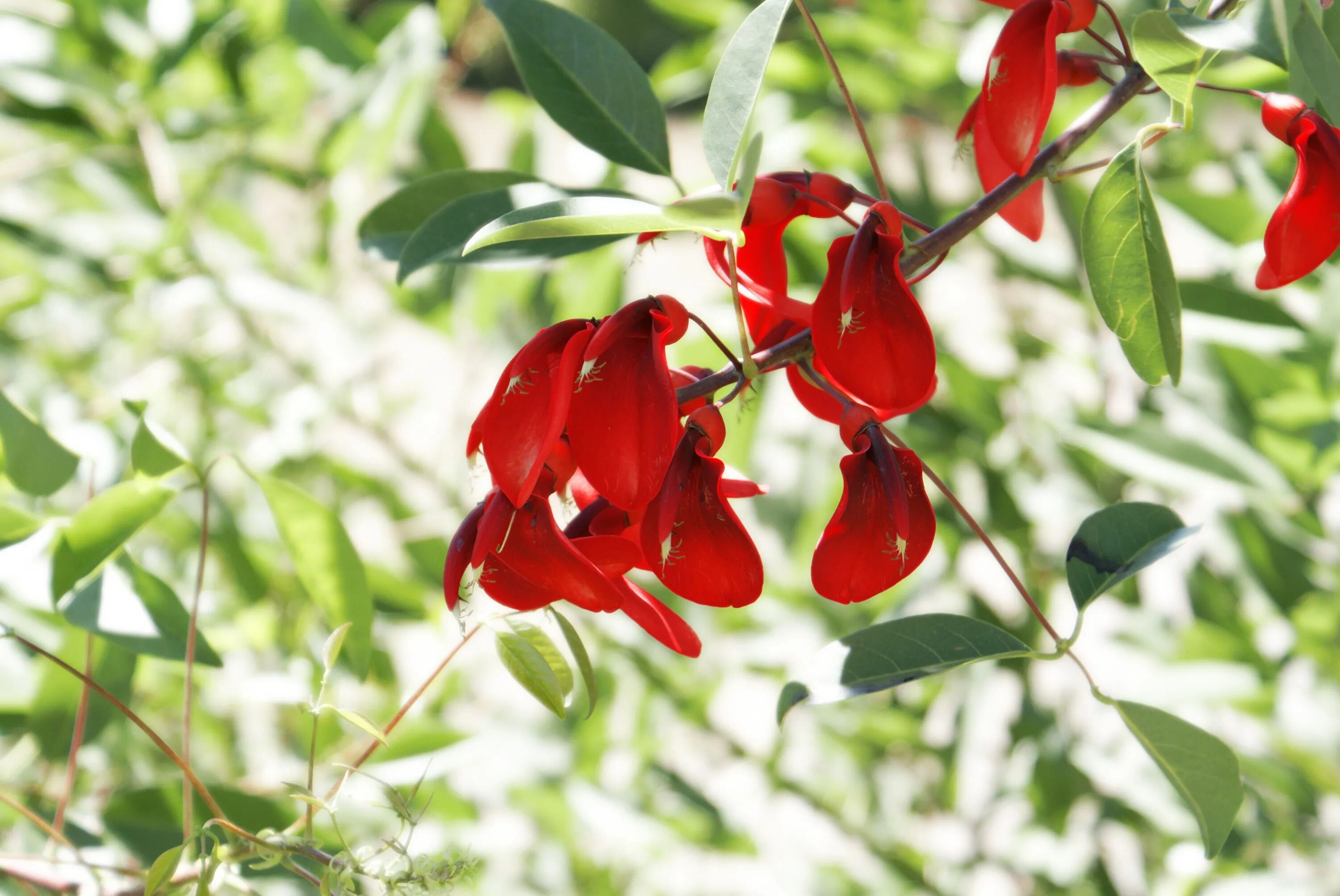 Растения красной фото Free Images : flower, food, red, produce, botany, garden, flora, wildflower, shr