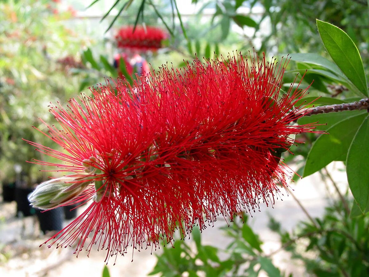 Растения красной фото и названия File:Callistemon citrinus JPG2F.jpg - Wikipedia