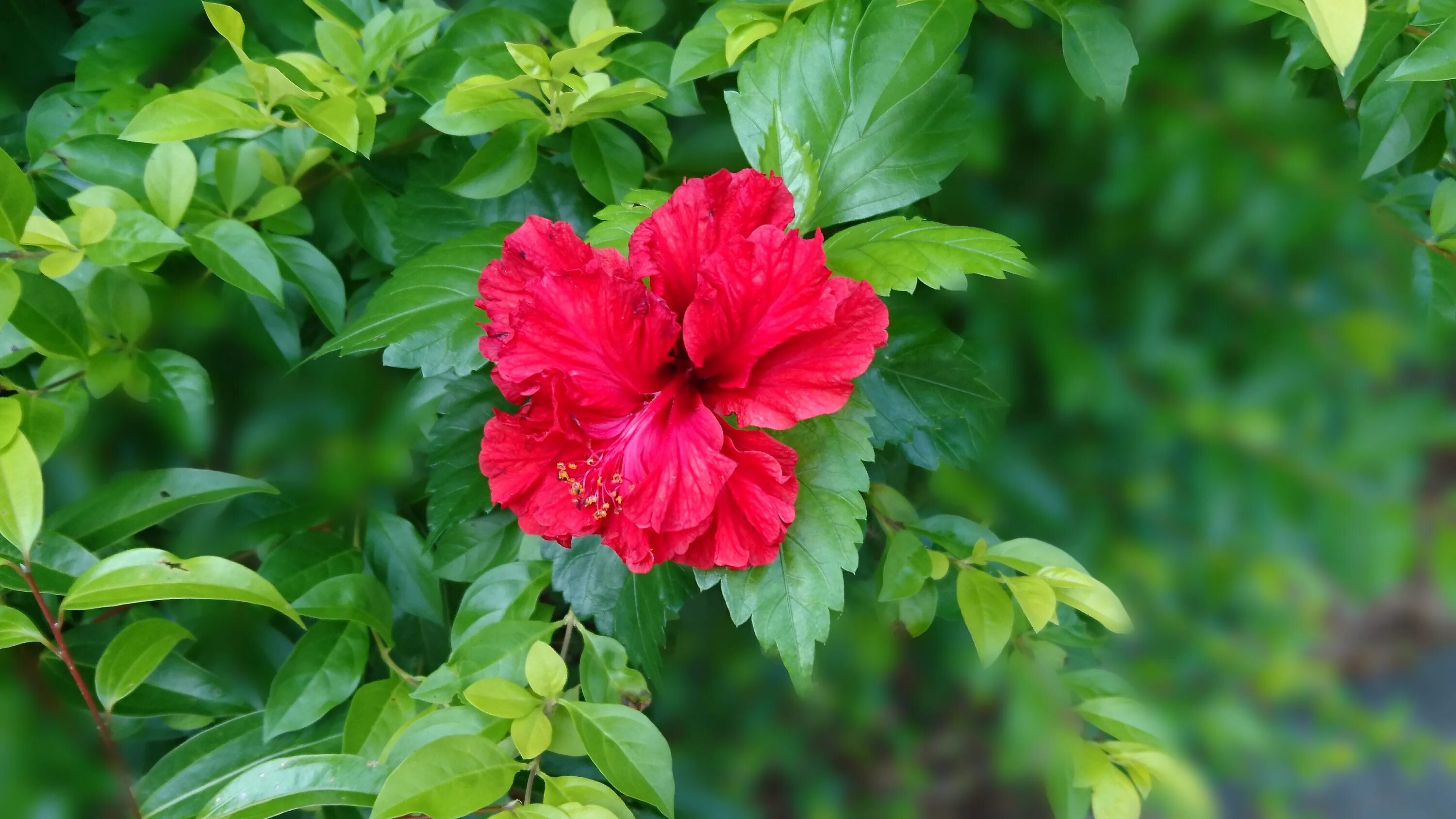 Растения красной фото и названия Free Images : flower, botany, flora, shrub, fuso, big red flowers, peony, flower