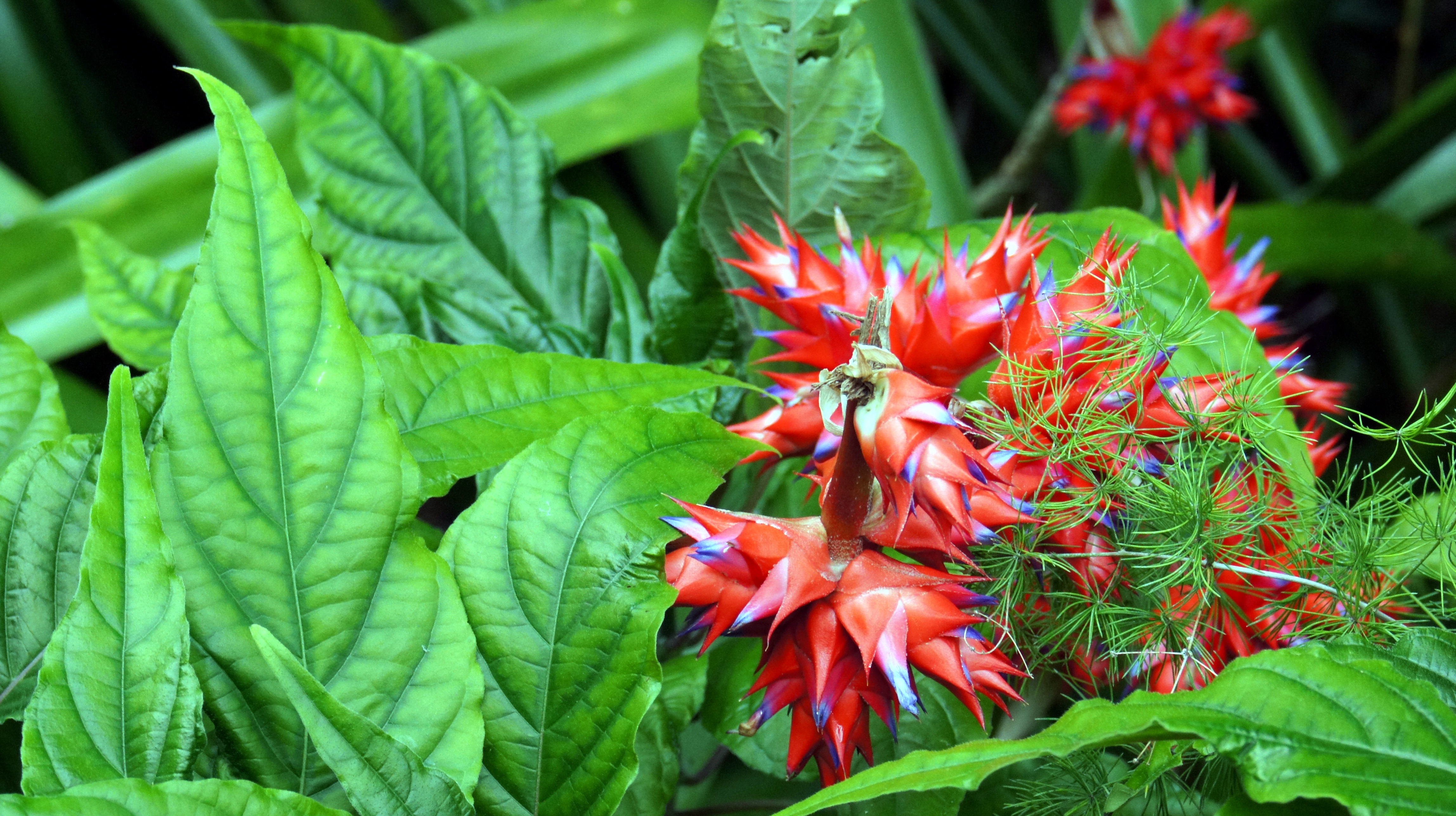 Растения красной фото и названия Free Images : leaf, flower, green, red, herb, produce, botany, colorful, garden,