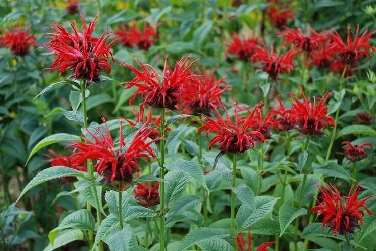 Растения красной фото и названия Monarda Seeds Monarda Panorama Red Shades 50 Thru 500 Seeds - Etsy Red plants, B