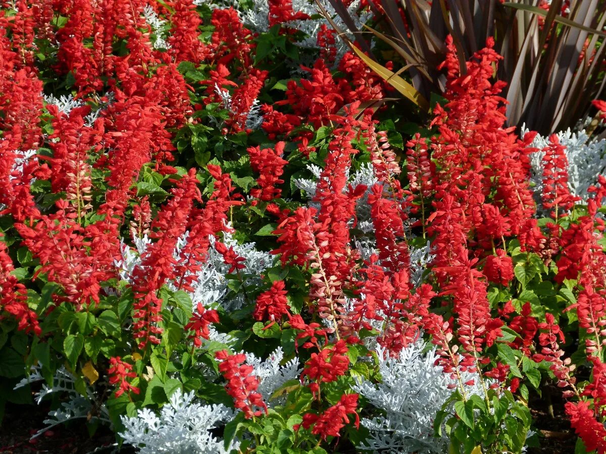 Растения красной фото и названия Free Images : nature, blossom, flower, bloom, summer, red, herb, fresh, botany, 